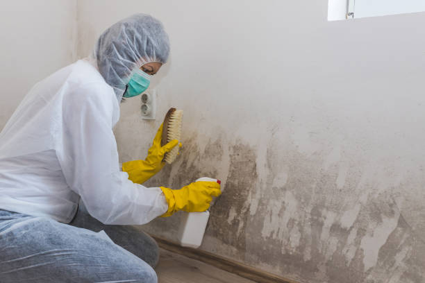 Best Commercial Mold Inspection  in Murray, UT